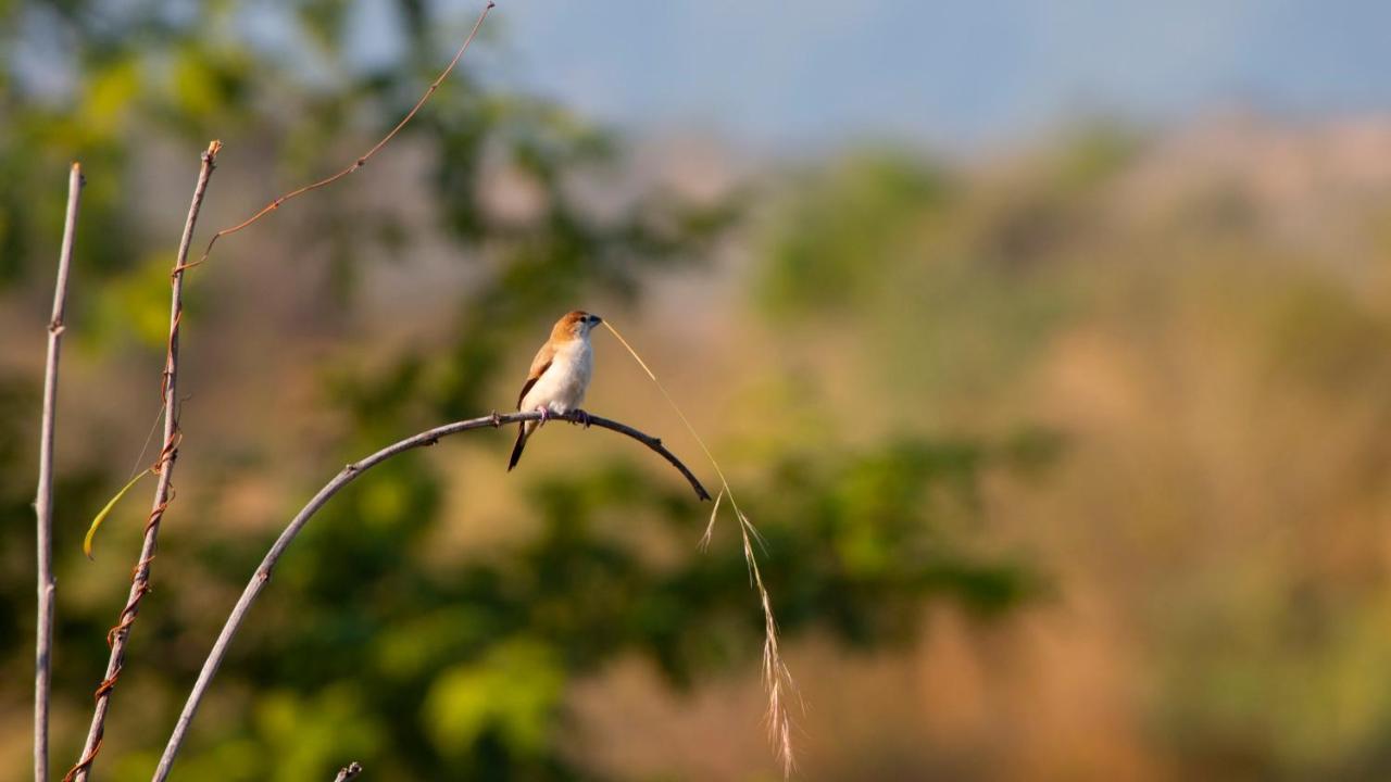Dera Baghdarrah Nature Retreat Udaipur Exterior foto
