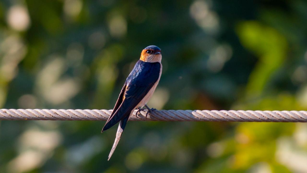 Dera Baghdarrah Nature Retreat Udaipur Exterior foto