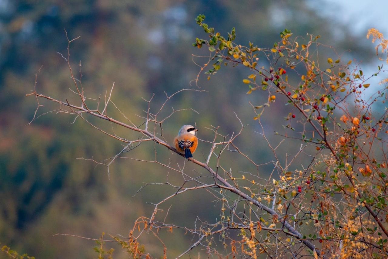 Dera Baghdarrah Nature Retreat Udaipur Exterior foto